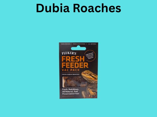 Dubia Roaches