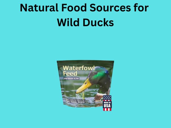 Natural Food Sources for Wild Ducks