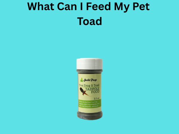 What Can I Feed My Pet Toad