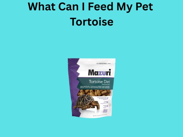 What Can I Feed My Pet Tortoise