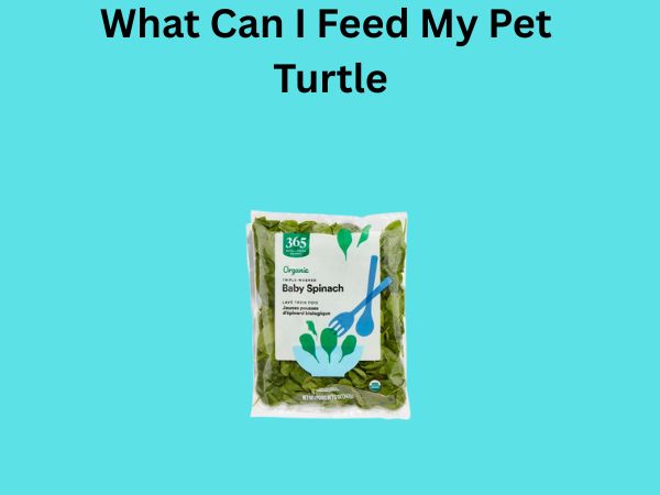What Can I Feed My Pet Turtle