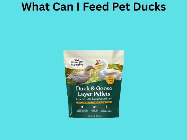What Can I Feed Pet Ducks