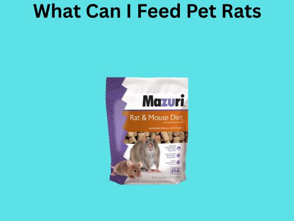 What Can I Feed Pet Rats