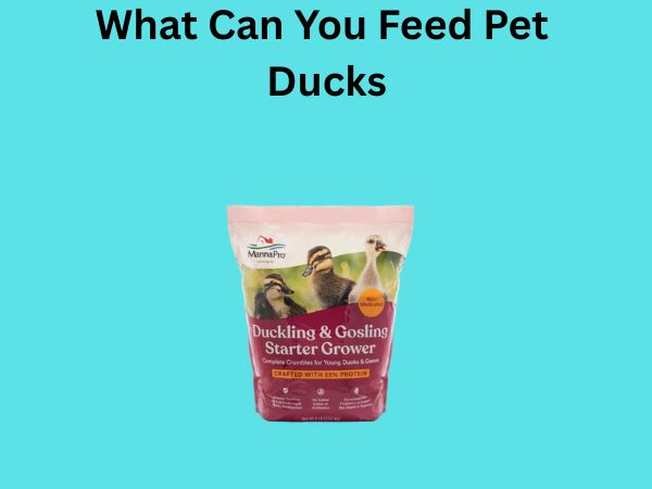 What Can You Feed Pet Ducks