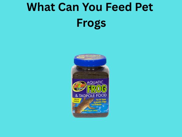 What Can You Feed Pet Frogs