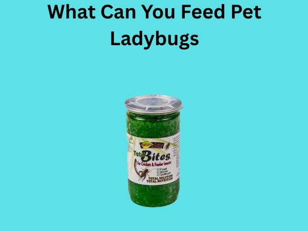 What Can You Feed Pet Ladybugs