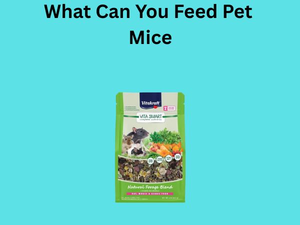 What Can You Feed Pet Mice
