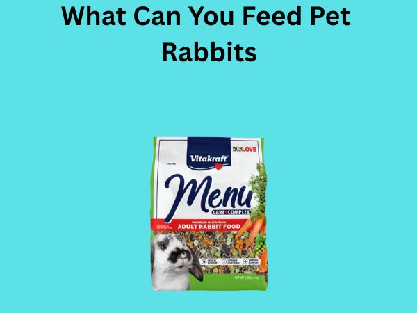 What Can You Feed Pet Rabbits