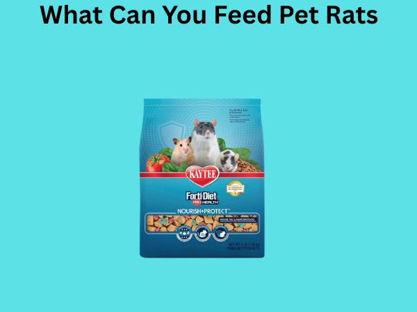 What Can You Feed Pet Rats