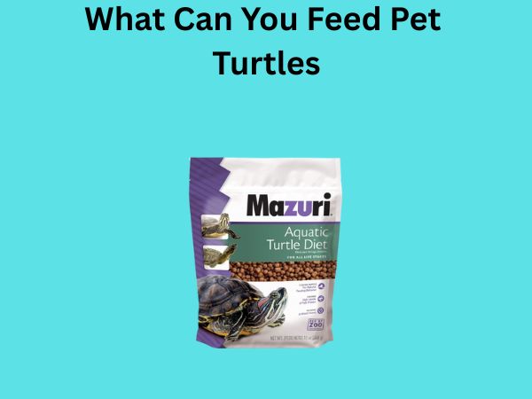 What Can You Feed Pet Turtles