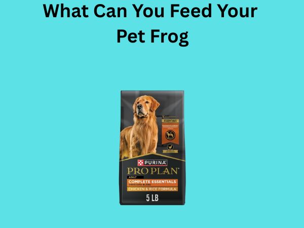 What Can You Feed Your Pet Frog