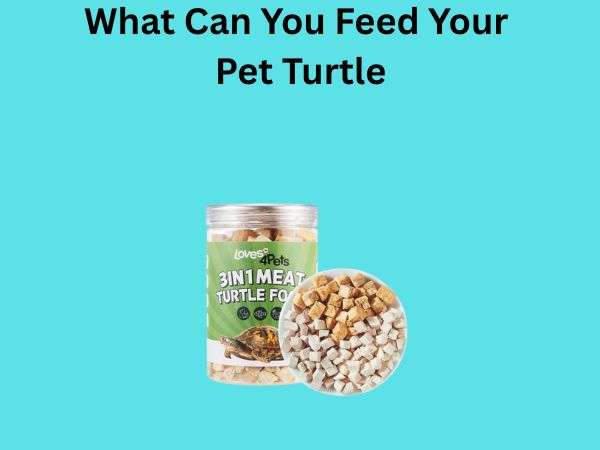 What Can You Feed Your Pet Turtle