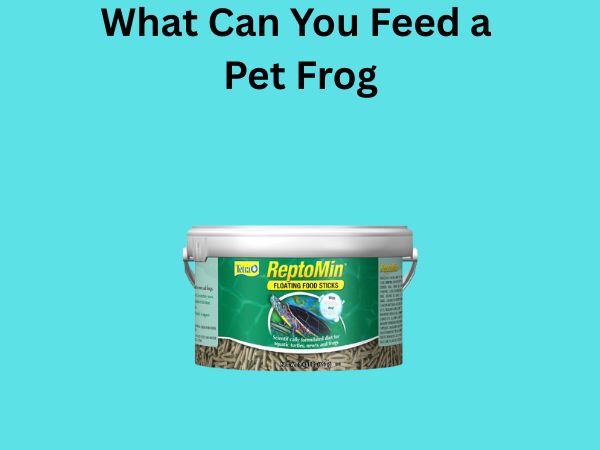 What Can You Feed a Pet Frog