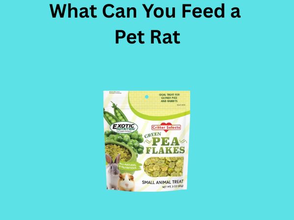 What Can You Feed a Pet Rat
