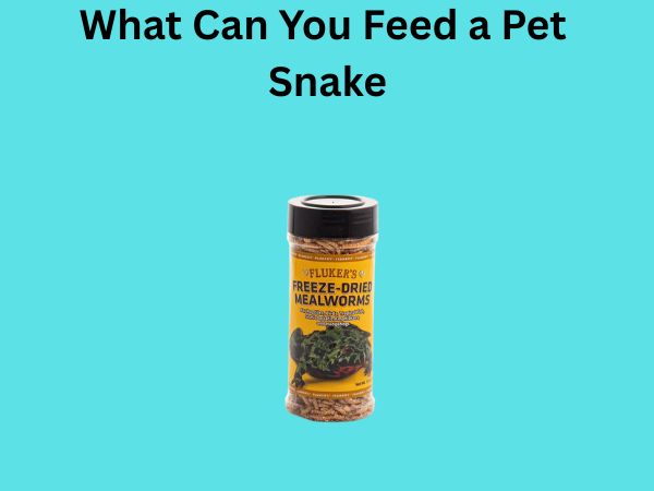 What Can You Feed a Pet Snake