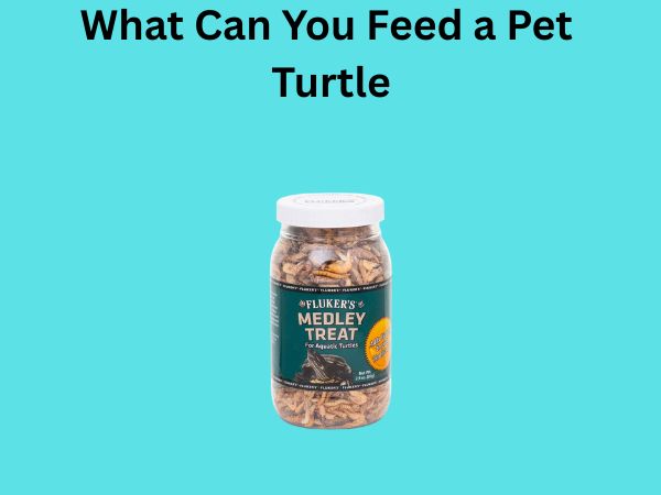 What Can You Feed a Pet Turtle