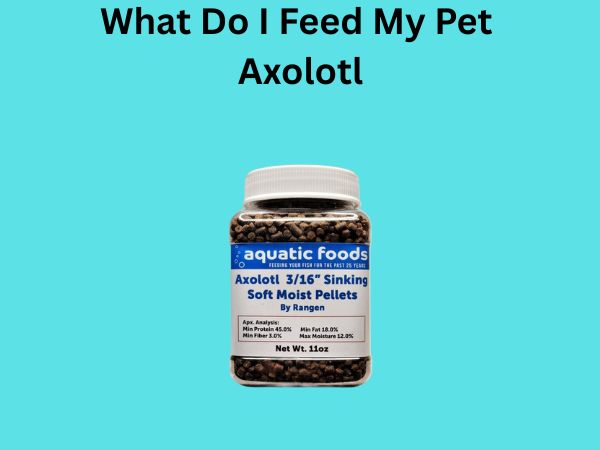What Do I Feed My Pet Axolotl