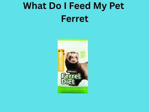 What Do I Feed My Pet Ferret