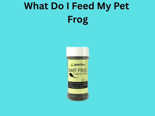 What Do I Feed My Pet Frog