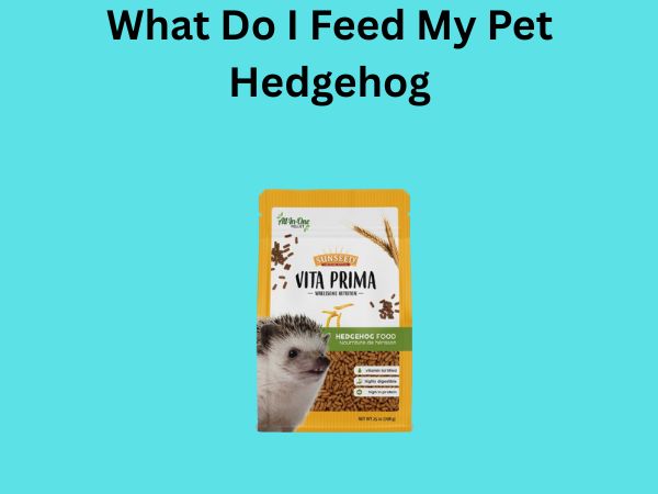 What Do I Feed My Pet Hedgehog