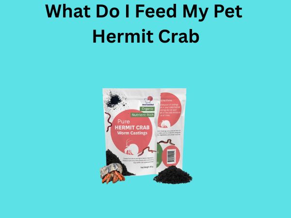 What Do I Feed My Pet Hermit Crab