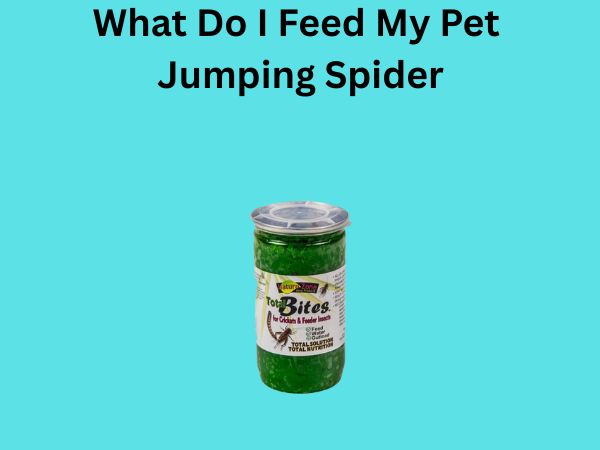 What Do I Feed My Pet Jumping Spider