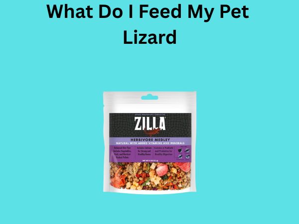 What Do I Feed My Pet Lizard