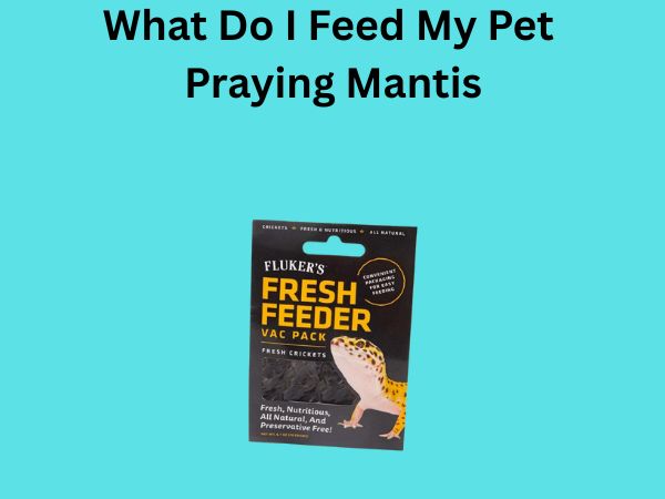 What Do I Feed My Pet Praying Mantis