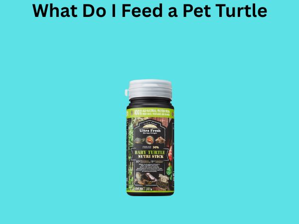 What Do I Feed a Pet Turtle
