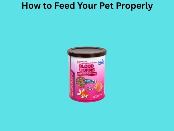 How to Feed Your Pet Properly