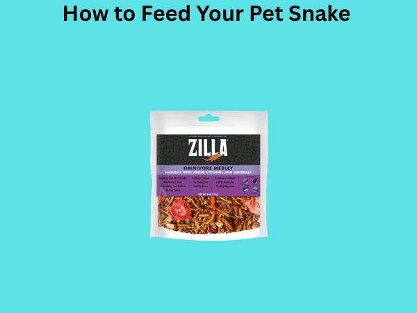 How to Feed Your Pet Snake