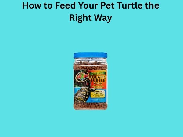 How to Feed Your Pet Turtle the Right Way