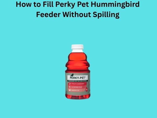 How to Fill Perky Pet Hummingbird Feeder Without Spilling
