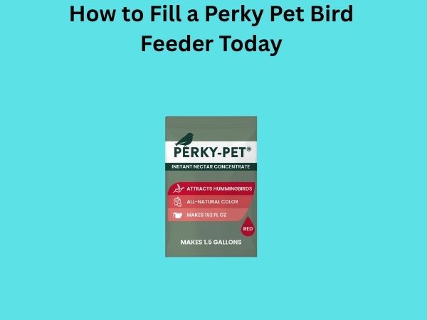 How to Fill a Perky Pet Bird Feeder Today