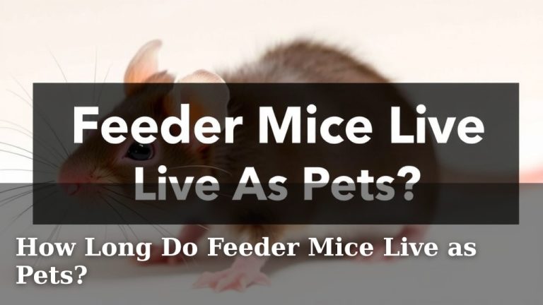 How Long Do Feeder Mice Live as Pets?