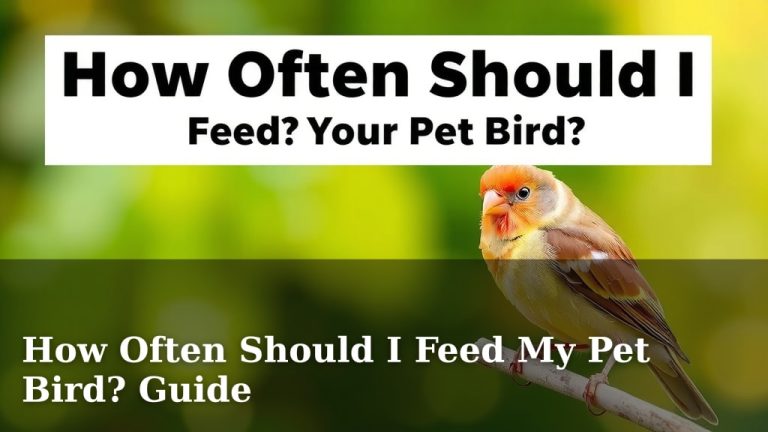 How Often Should I Feed My Pet Bird? Guide