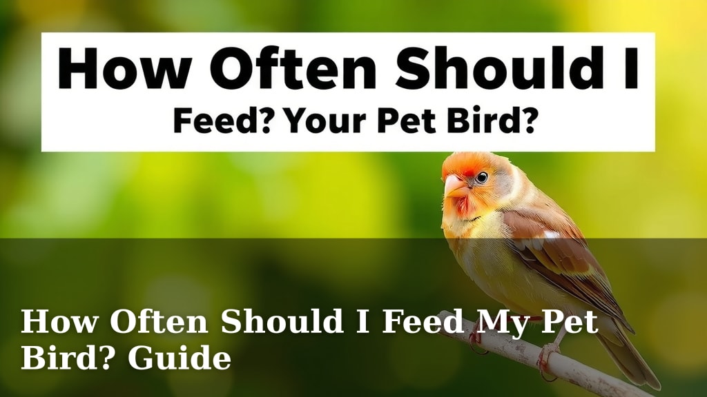 How Often Should I Feed My Pet Bird? Guide