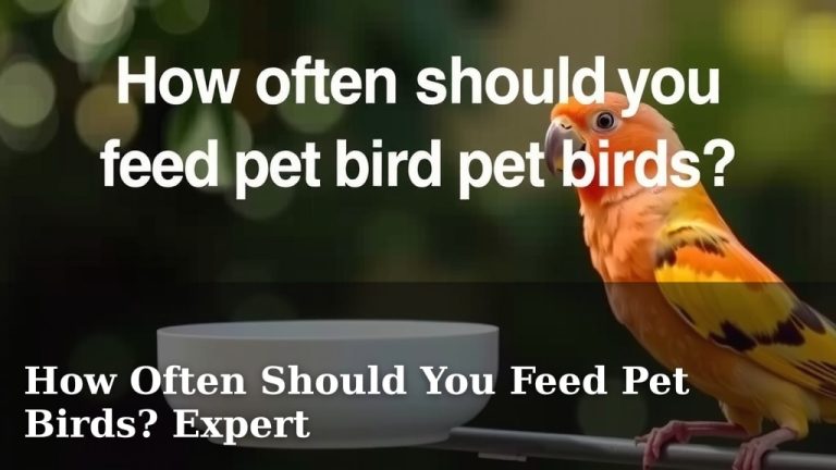 How Often Should You Feed Pet Birds? Expert