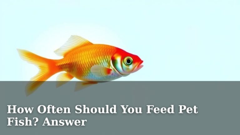 How Often Should You Feed Pet Fish? Answer