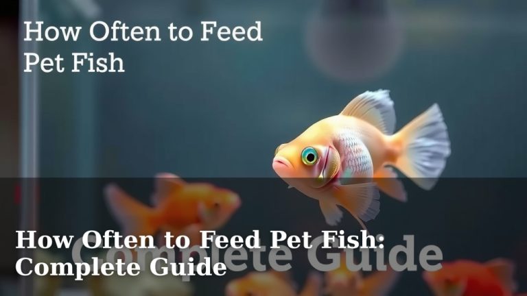 How Often to Feed Pet Fish: Complete Guide
