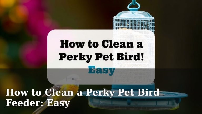 How to Clean a Perky Pet Bird Feeder: Easy