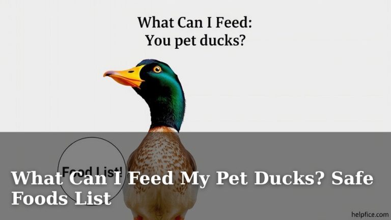 What Can I Feed My Pet Ducks? Safe Foods List