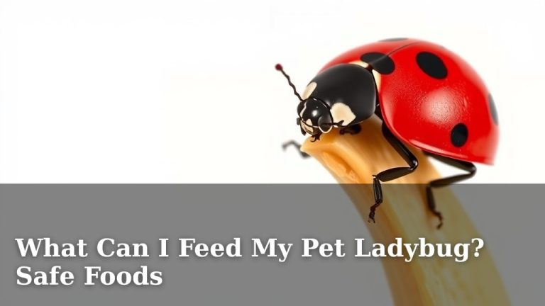 What Can I Feed My Pet Ladybug? Safe Foods