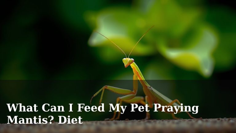 What Can I Feed My Pet Praying Mantis? Diet