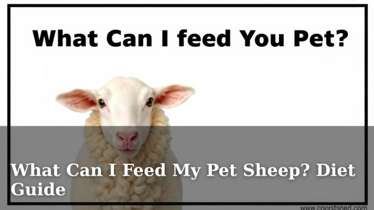What Can I Feed My Pet Sheep? Diet Guide