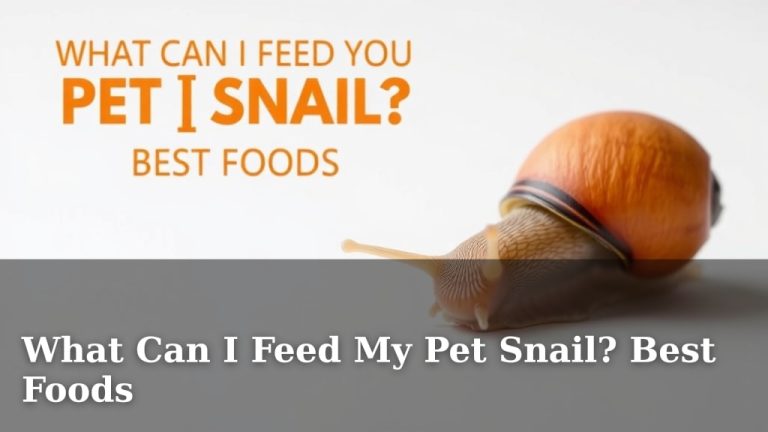 What Can I Feed My Pet Snail? Best Foods