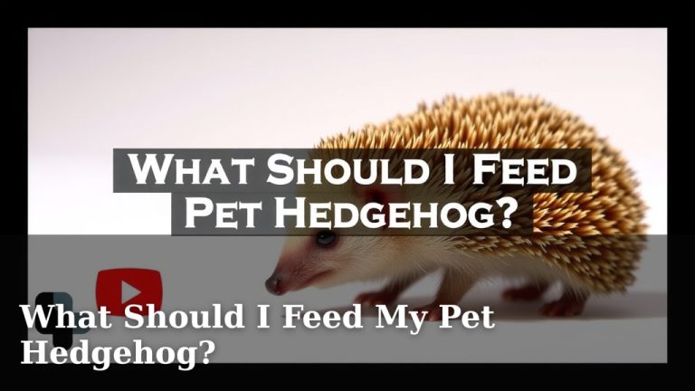 What Should I Feed My Pet Hedgehog?