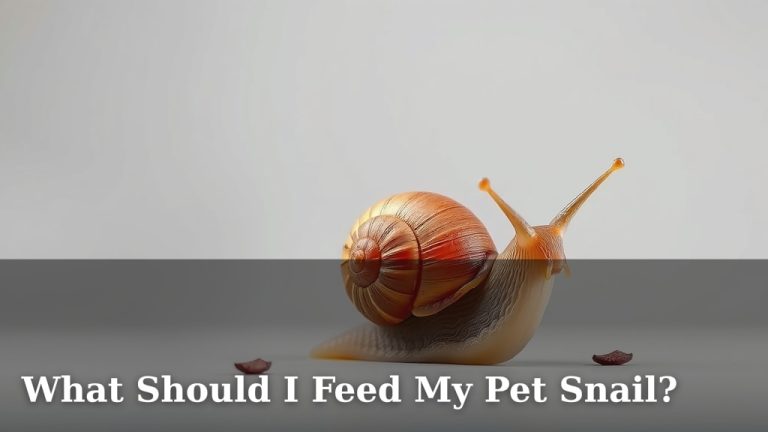 What Should I Feed My Pet Snail?