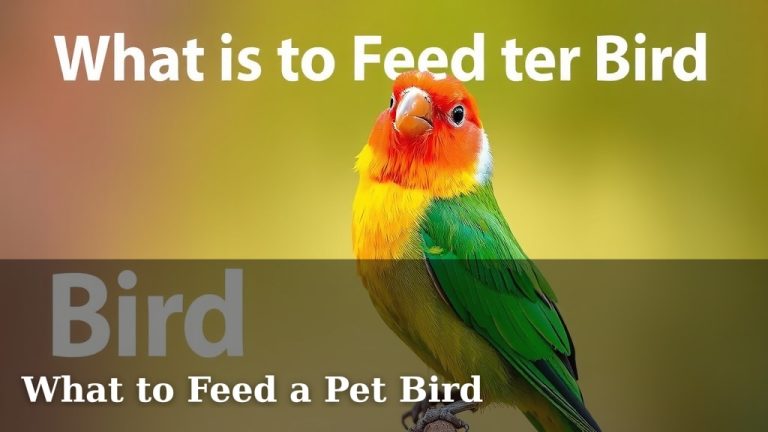 What to Feed a Pet Bird