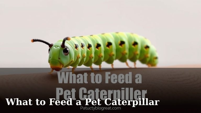 What to Feed a Pet Caterpillar